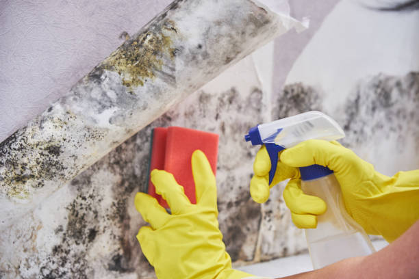 Best Water Damage & Mold Remediation  in Wofford Heights, CA